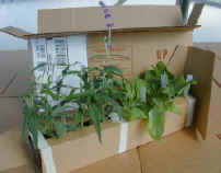 6 Pack Ready for shipping