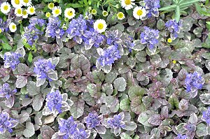 Burgundy Glow Ajuga and Santa Barbara Daisy in April.