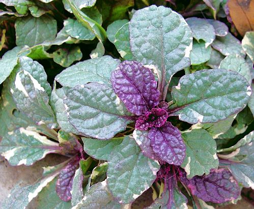 Burgundy Glow Ajuga