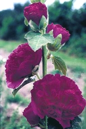 Double Royal Purple Hollyhock blooms
