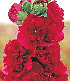Chater's Double Scarlet Hollyhock flowers