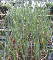 A Flat of Egyptian Onions