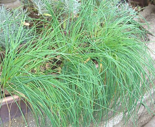Chive plants growing in a window box