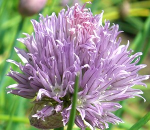 Chive Blossom