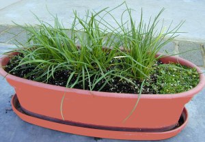 Garlic Chives planted with one Chive and Corsican Mint