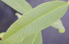 Aloysia triphylla Lemon Verbena