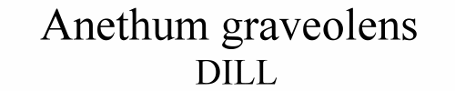 Anethum graveolens Dill