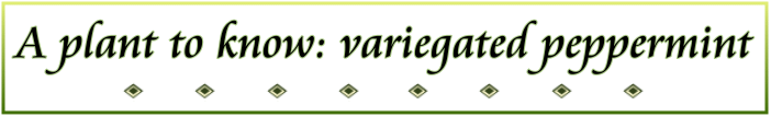 A Plant to Know: Variegated Peppermint