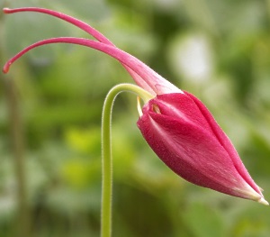 Columbine Plants are pretty even as unopened buds