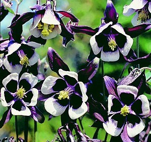 William Guinness Columbine