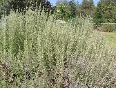  African Wormwood in the garden.