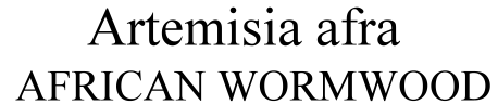 Artemisia afra African Wormwood