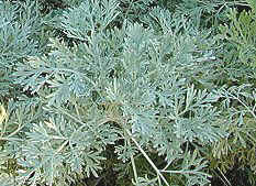 Artemisia arborescens x absinthium  Powis Castle Artemisia