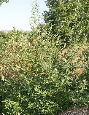 Mugwort in bloom
