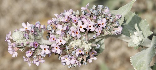 Butterfly Bush Leaves, Butterfly Bush