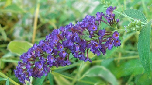 Black Knight Butterfly Bush flower.