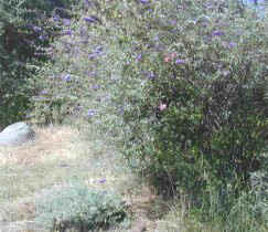 Buddleia davidii Dwarf Blue