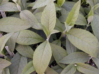Golden Butterfly Seedlings