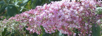Pink Butterfly Bush Flower Wand