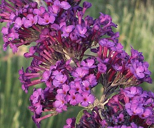 Close up of Royal Red Butterfly Bush Flowers.
