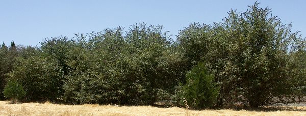 Butterfly Bush used as a hedge.