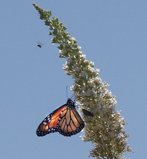 White Profusion with Butterfly