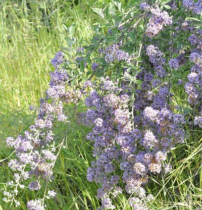 Hever Castle Butterfly Bush draping to the ground.