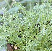 Roman Chamomile ready for shipping.