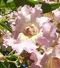 Chitalpa flower close up