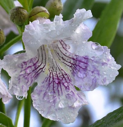 Chitalpa Morning Cloud Flower