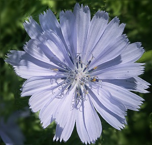 Beautiful Chicory Flower