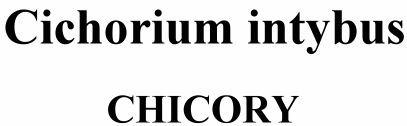 Cichorium intybus Chicory