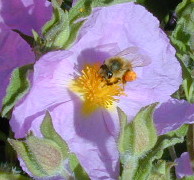 Pink Rockrose flower with Bee