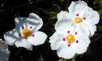 Crimson Spot Rockroses Cistus ladanifer