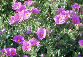 Sunset Rockrose Flowers