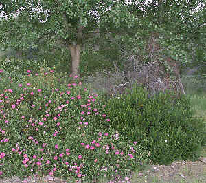 Mature Orchid Rockrose cascades next to 