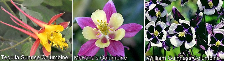 Tequila Sunrise, McKana's Giant and William Guinness Columbines