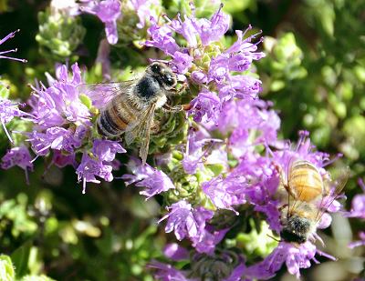 Conehead Thyme with bees