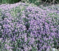 Conehead Thyme in Full Bloom
