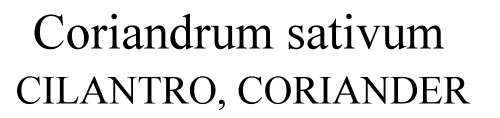  Coriandrum sativum Cilantro, Coriander