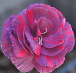 Chomley Farran Dianthus