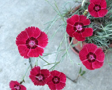 Dianthus nova hanging out of its oval planter!