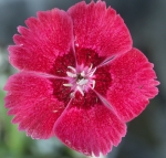 Dianthus "Nova"