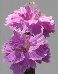 Tiny Rubies Dianthus