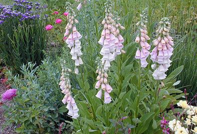 Apricot Foxglove in the Garden