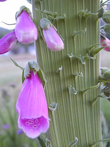 Crested Foxglove