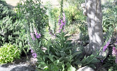 Tall Lily's Lilac languishing in the shade of a tree.