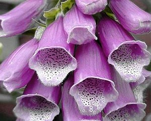 Purple bells from Lily's Lilac Foxglove