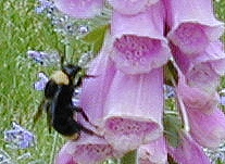 Bee approaching the Foxglove