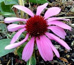 Echinacea purpurea Purple Cone Flower 